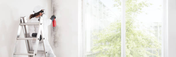 Best Emergency Mold Remediation  in Jamestown West, NY